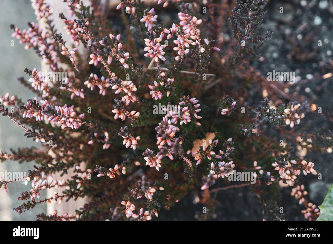 Warm toned macro photo from above of small pink flowers and buds blooming on dark green spiky branches. Romantic and passionate feeling. Shot in dayli Stock Photo