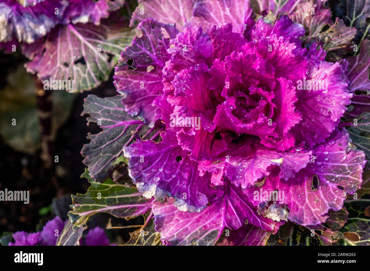 Edible kale flower hires stock photography and images Alamy