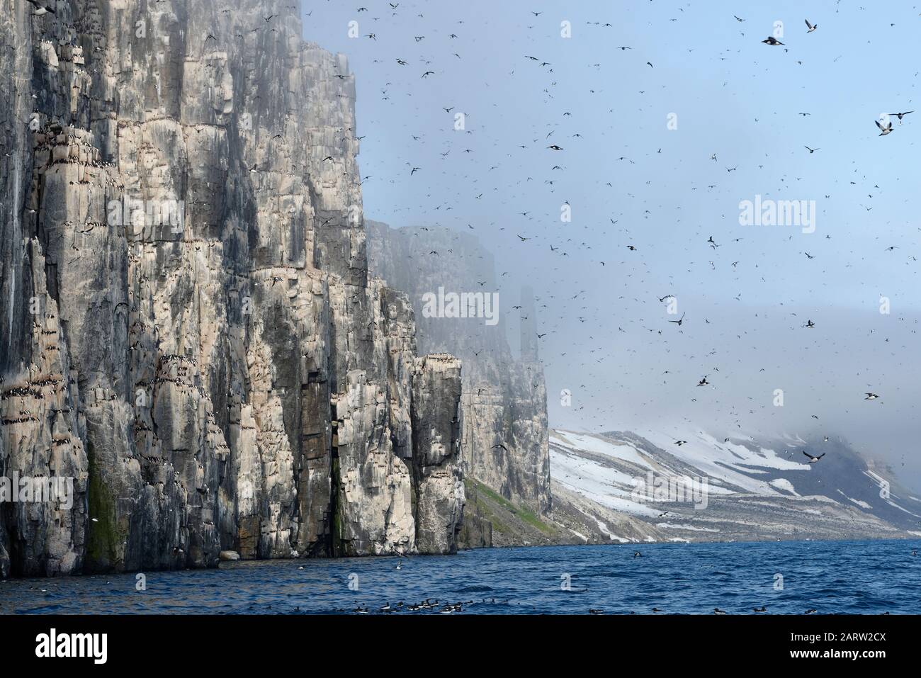 Thick-billed murres (Uria lomvia), colony, Alkefjellet bird cliff, Hinlopen Strait, Spitsbergen, Svalbard, Norway Stock Photo