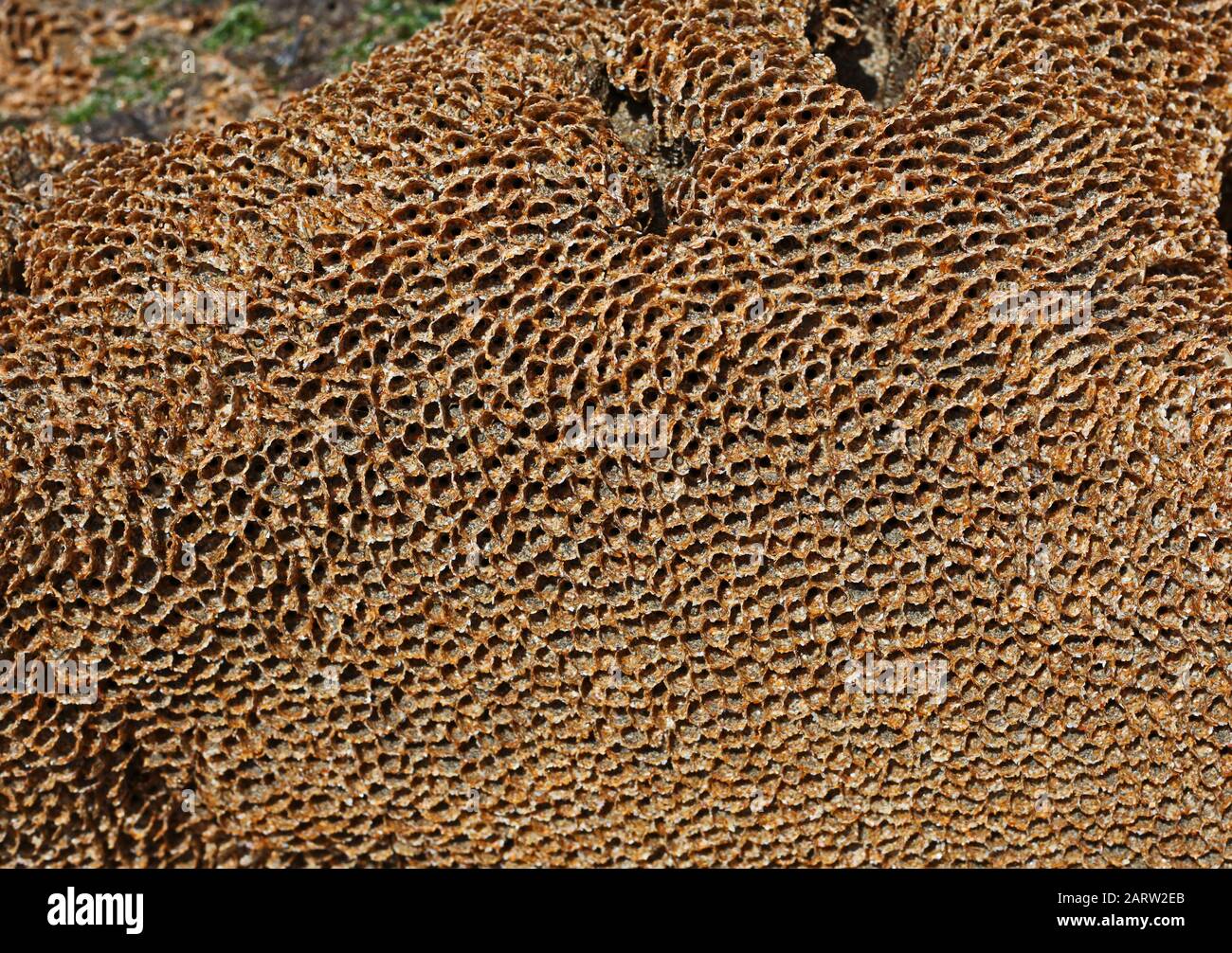 Honeycomb worm colony [ sabellaria alveolata ] on rock Stock Photo