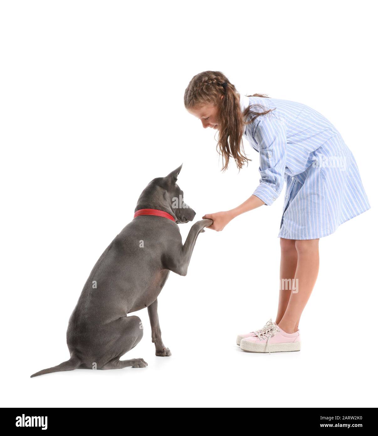 Little girl training cute dog on white background Stock Photo Alamy