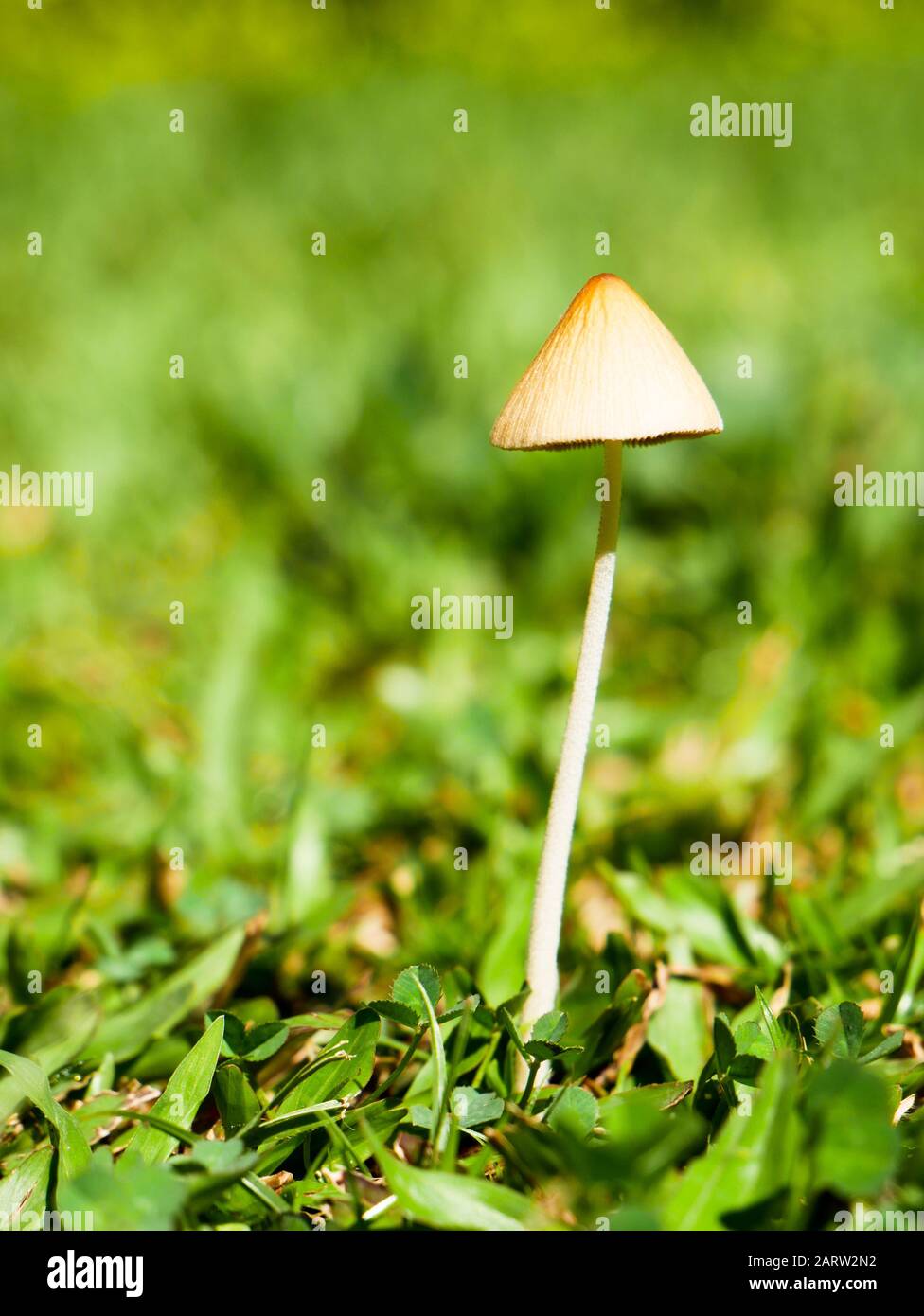 Lonely mushroom on a backyard garden in Envigado Colombia no body copy space vertical orientation Stock Photo