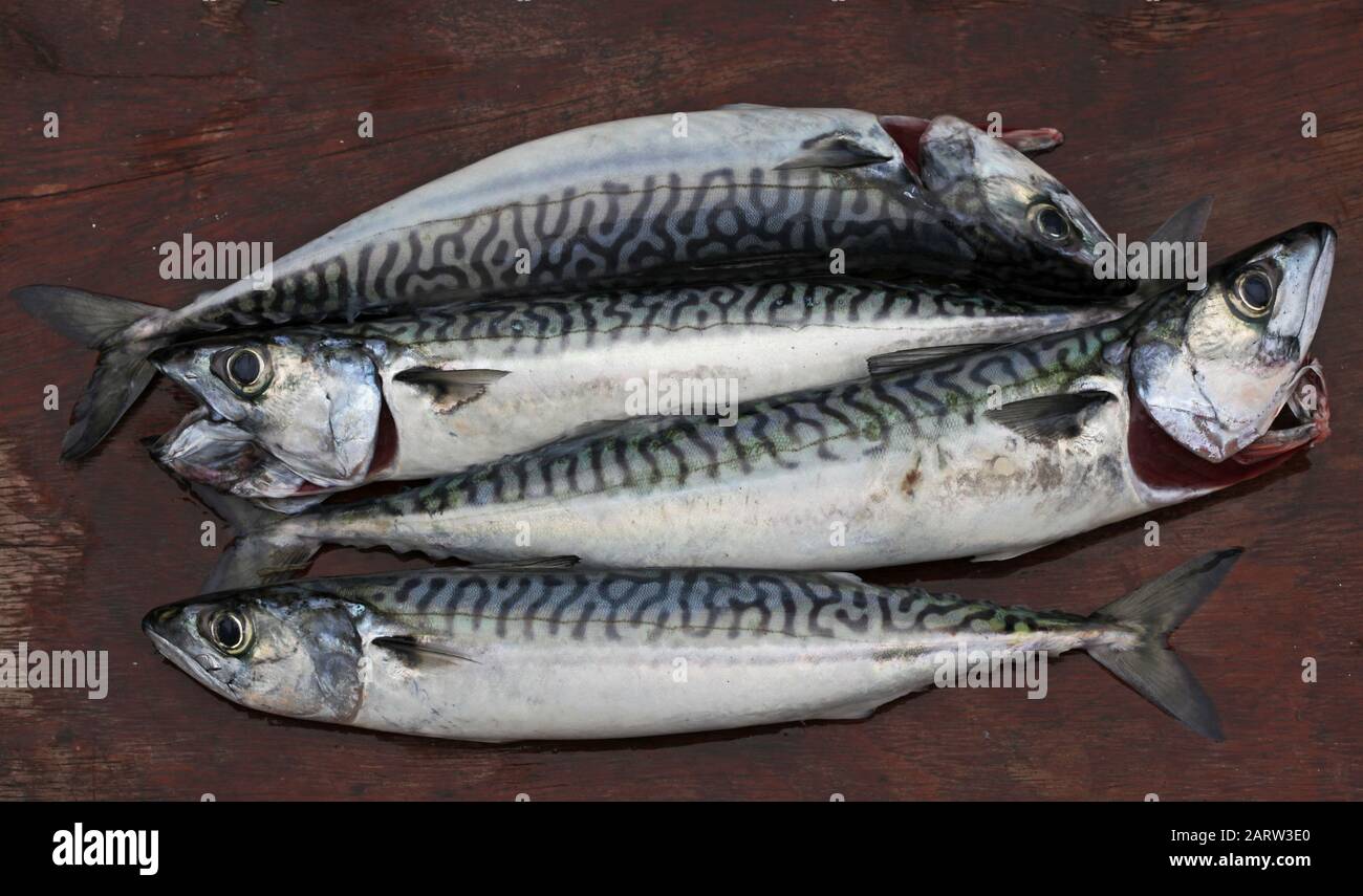 Atlantic mackerel [  Scomber scombrus ]  caught and ready to fillet on wooden board Stock Photo