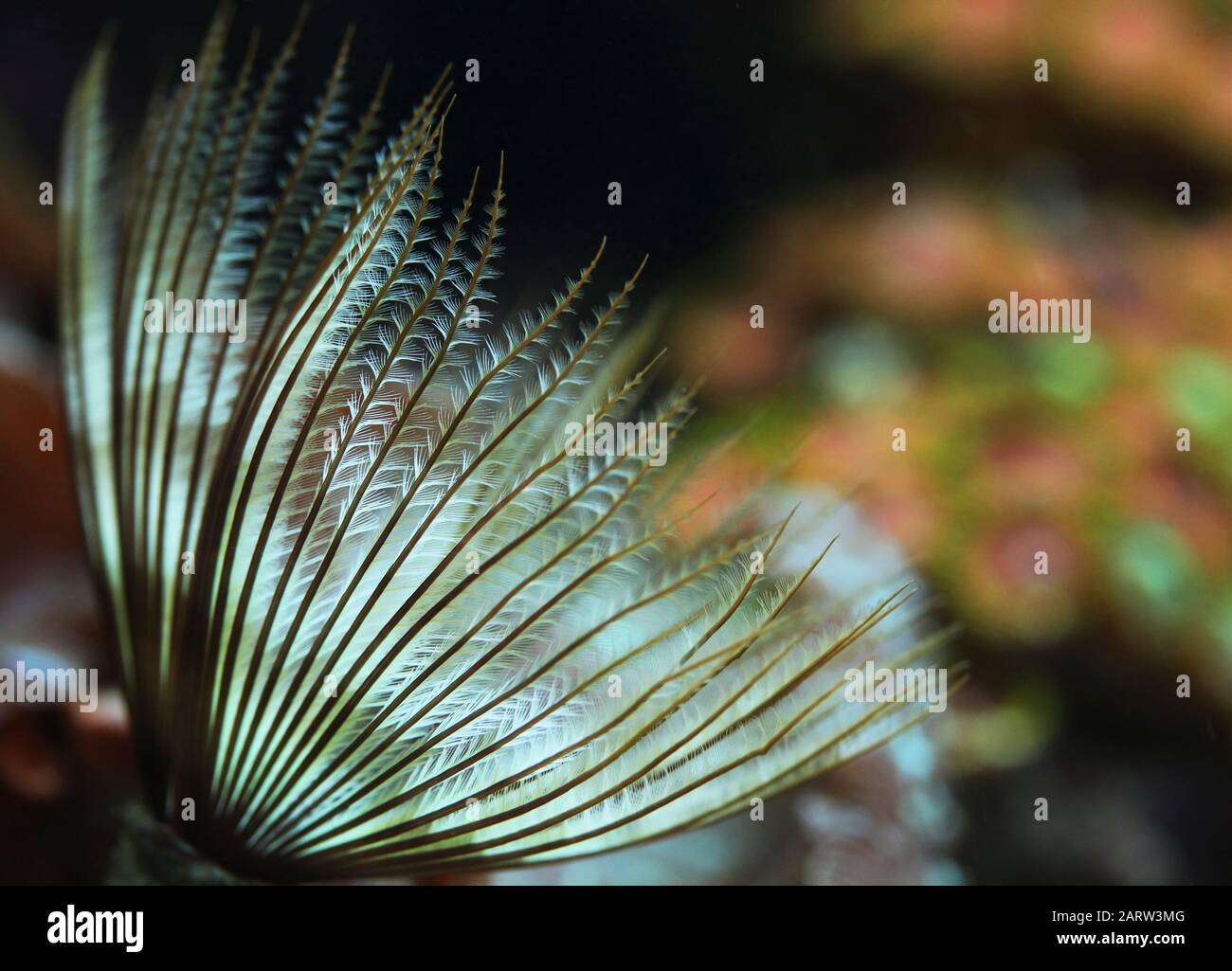 Feather duster Worm from the Sabellidae family in home aquarium Stock
