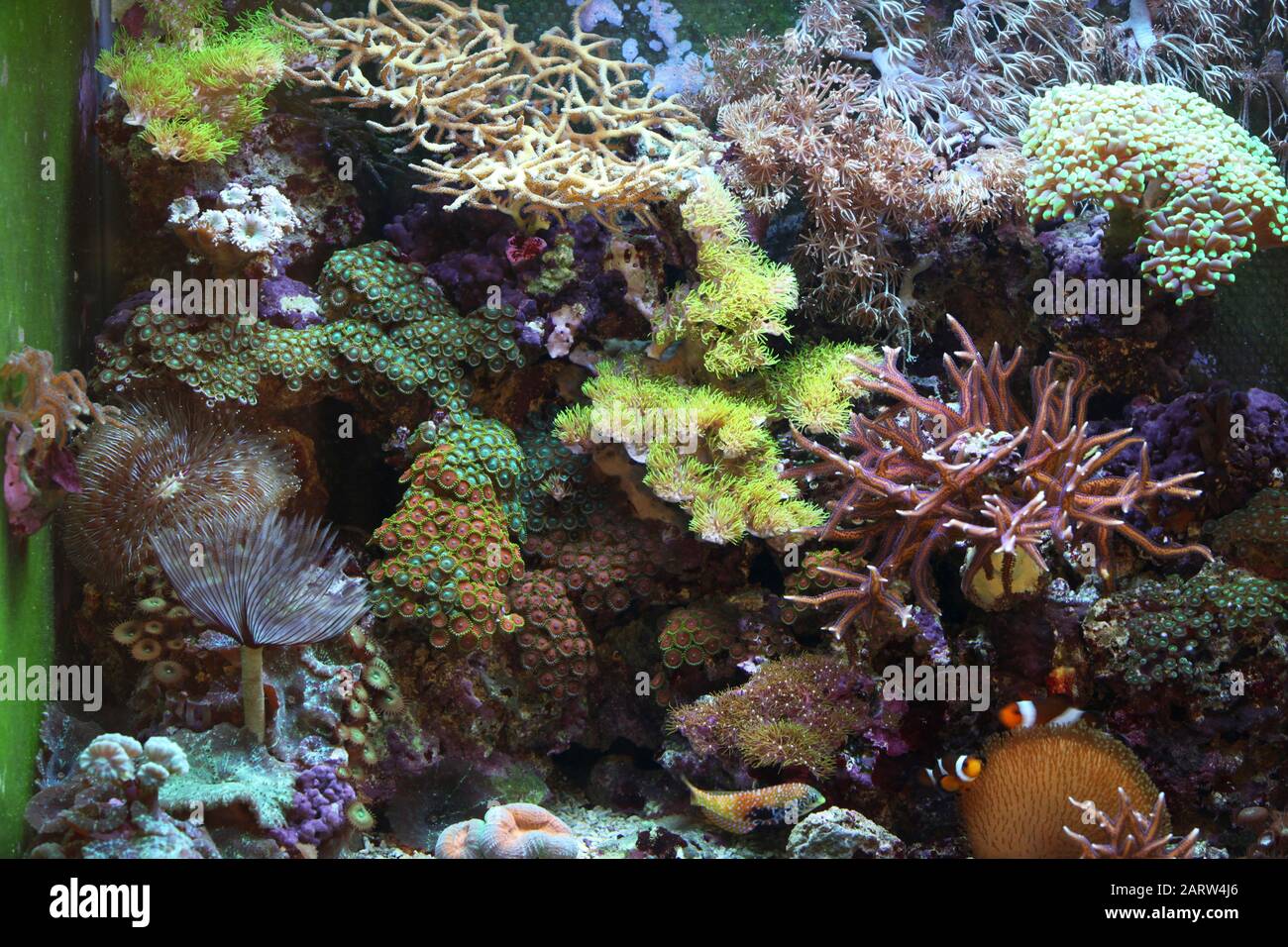 tropical reef Aquarium with various fish and multiple corals Stock ...