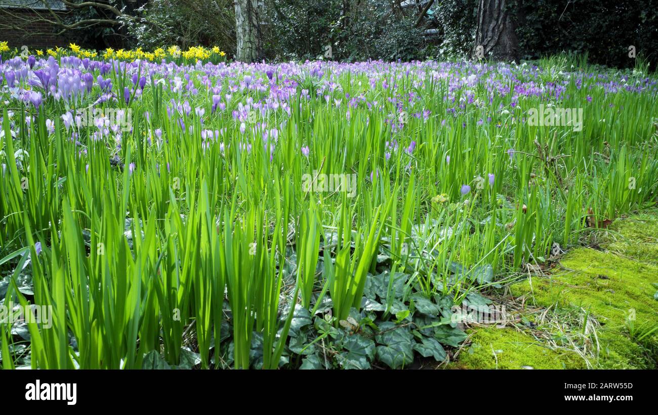 A springtime garden lawn with a field of violet crocus flowers in bloom . Stock Photo