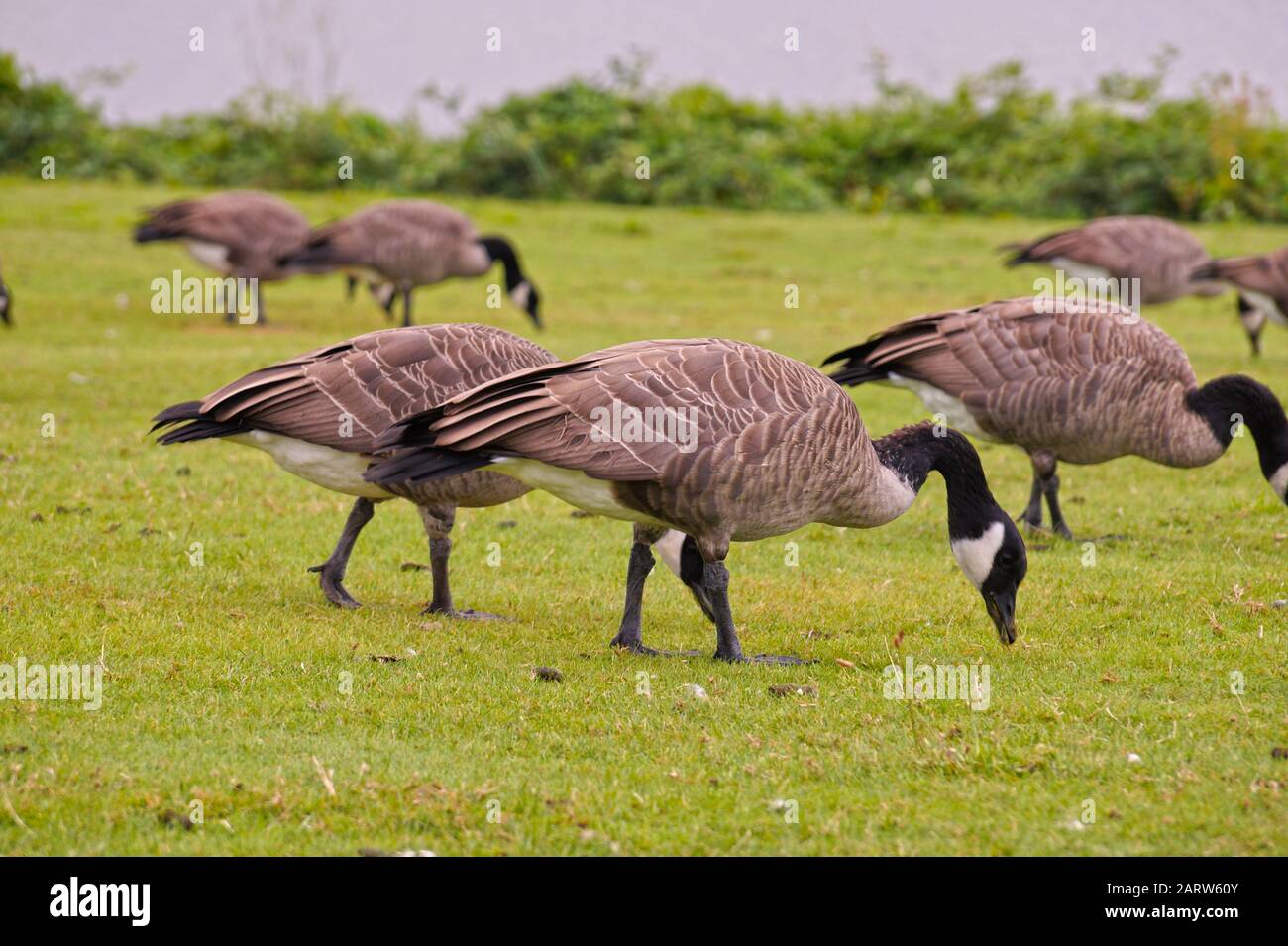 Wild birds in the urban space. Canadian Geese (Branta canadensis) grazing at Gas Works Park in Seattle. Stock Photo