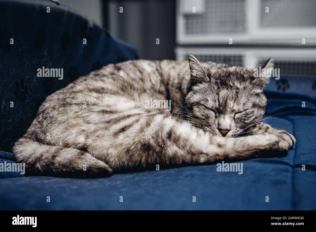 Homeless cat alone sleeps on couch in animal shelter, in background