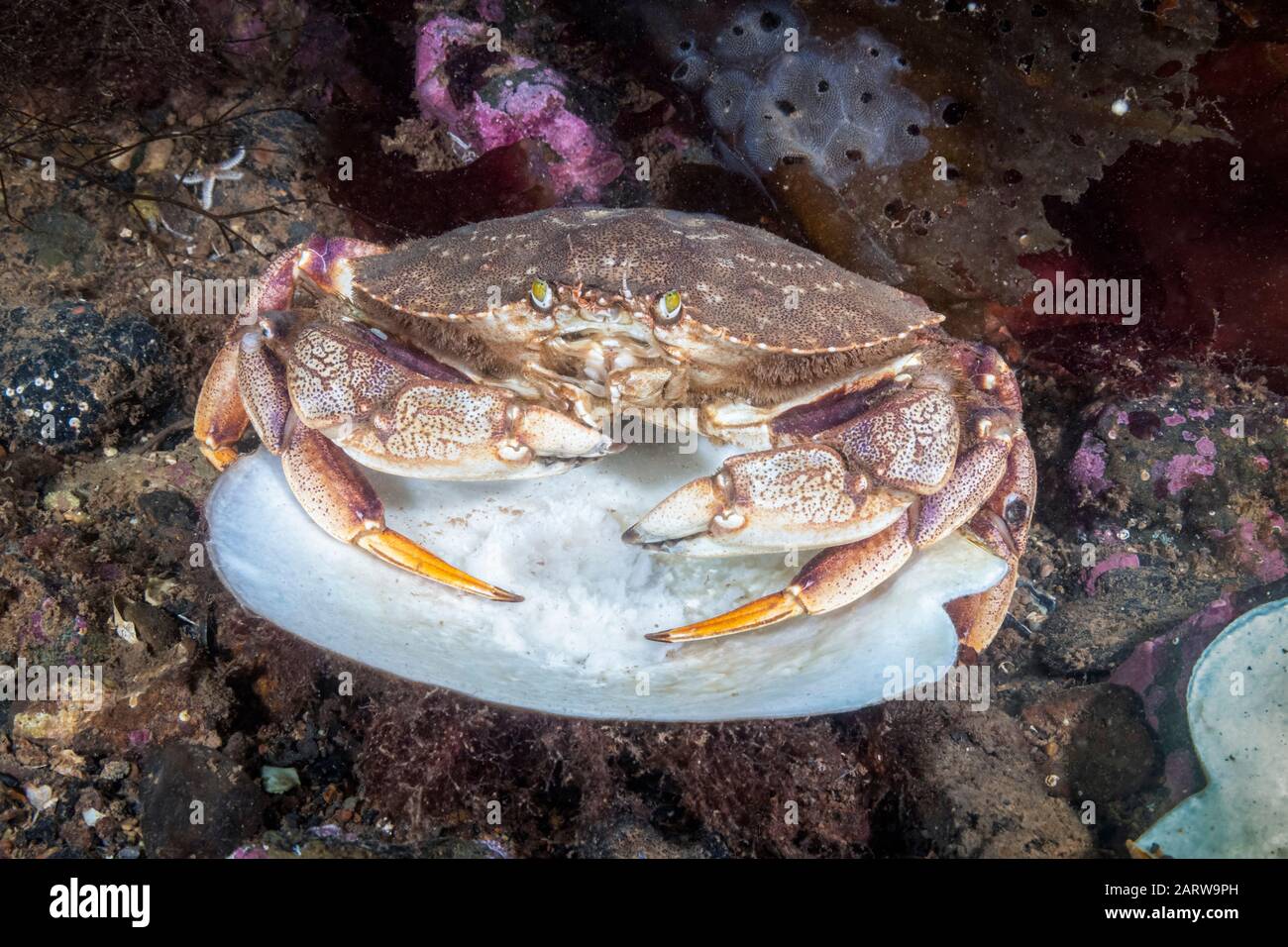 Atlantic Rock Crab, Cancer irroratus, Eastport, Maine, USA, Atlantic Ocean, feeding on scallop. Stock Photo