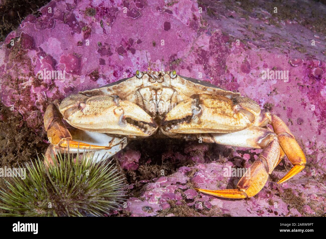Atlantic Rock Crab, Cancer irroratus, Eastport, Maine, USA, Atlantic Ocean, Stock Photo
