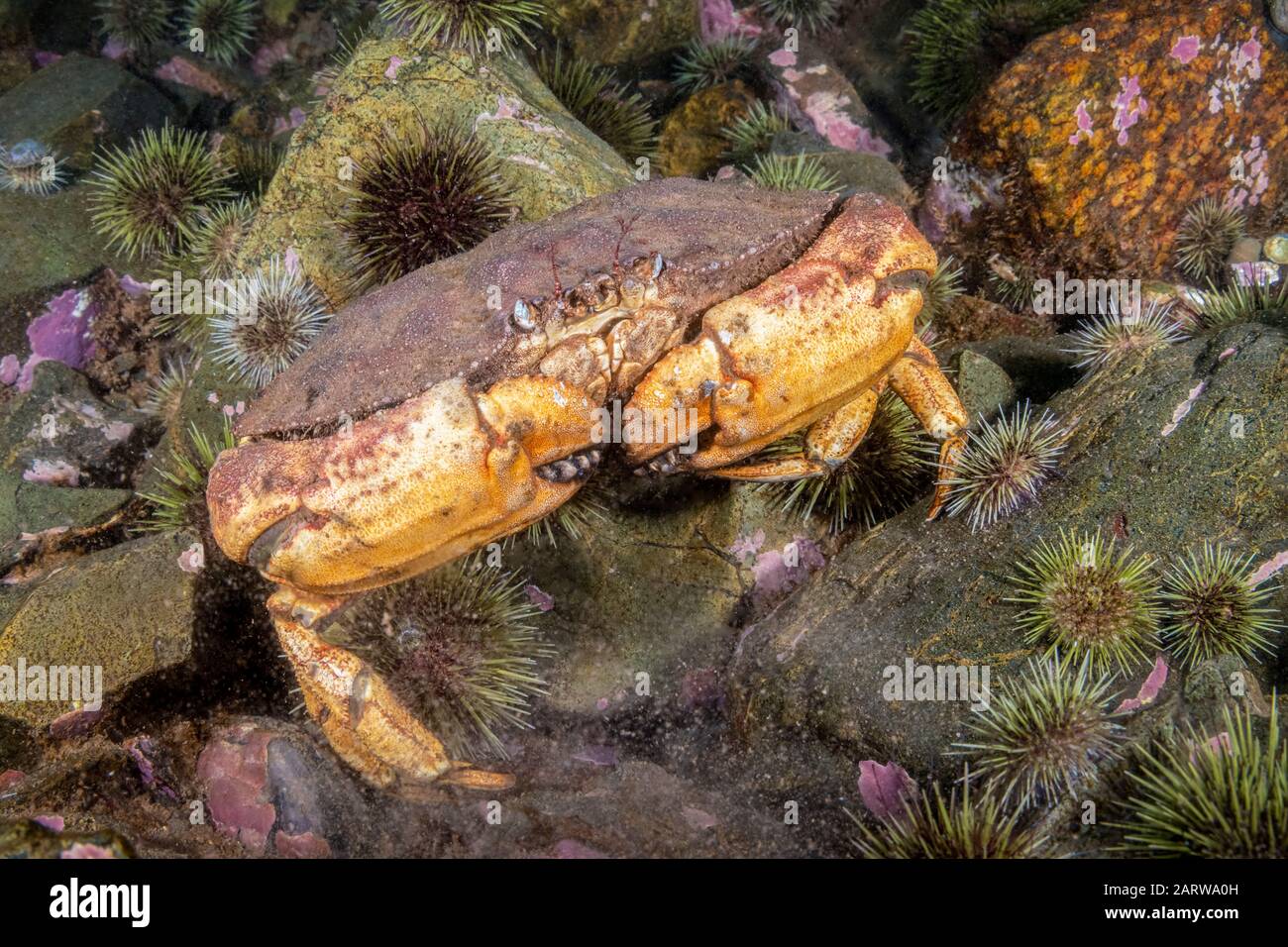 Jonah crab cancer borealis hires stock photography and images Alamy