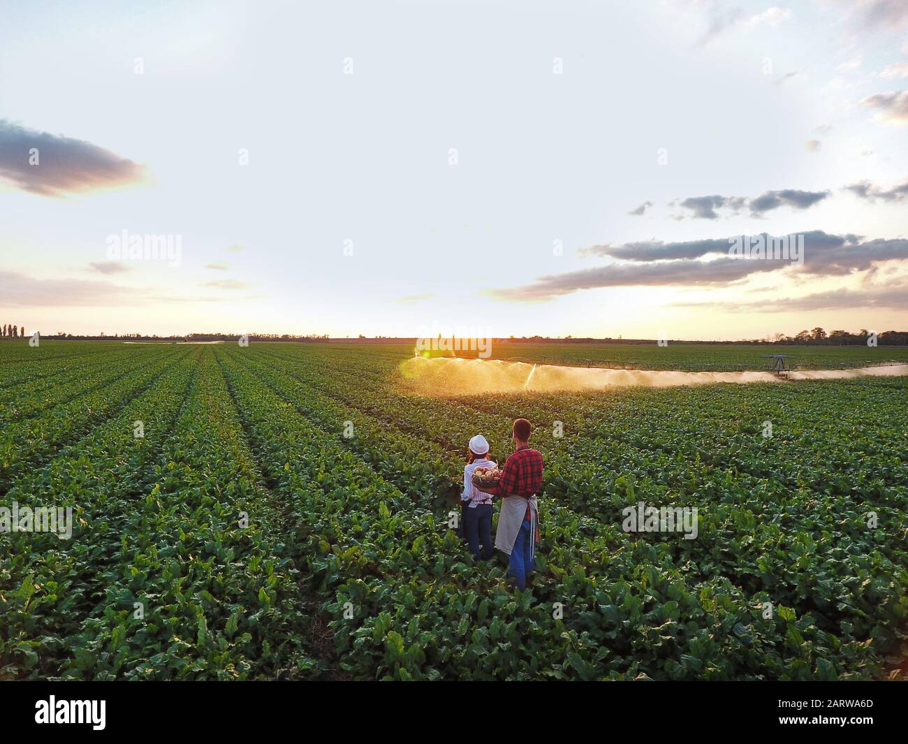 Farmers field green onions hi-res stock photography and images - Alamy