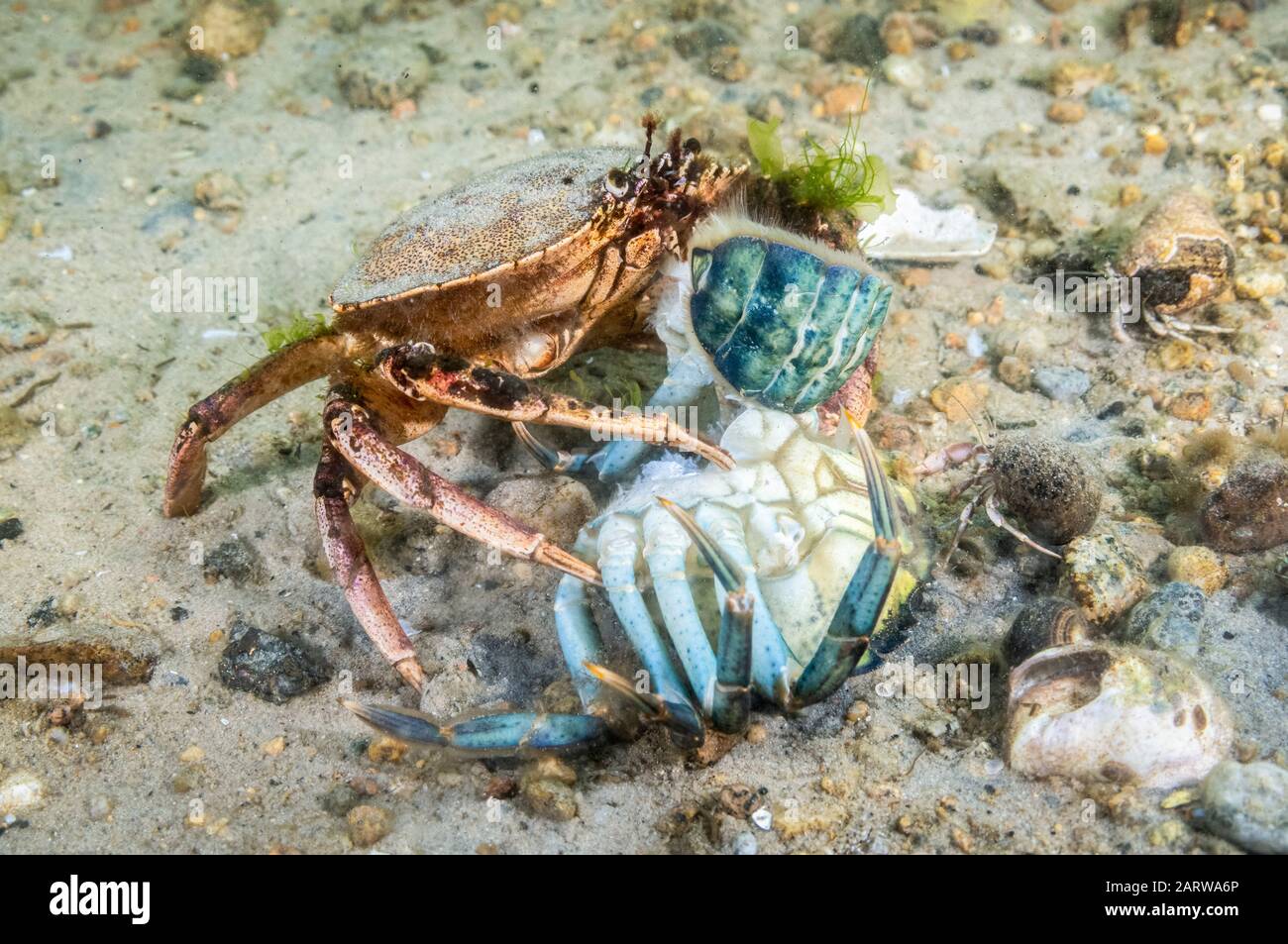 Atlantic Rock Crab, Cancer irroratus, Gloucester, Massachusetts, USA, Atlantic Ocean. scavenging on a dead Green crab. Stock Photo