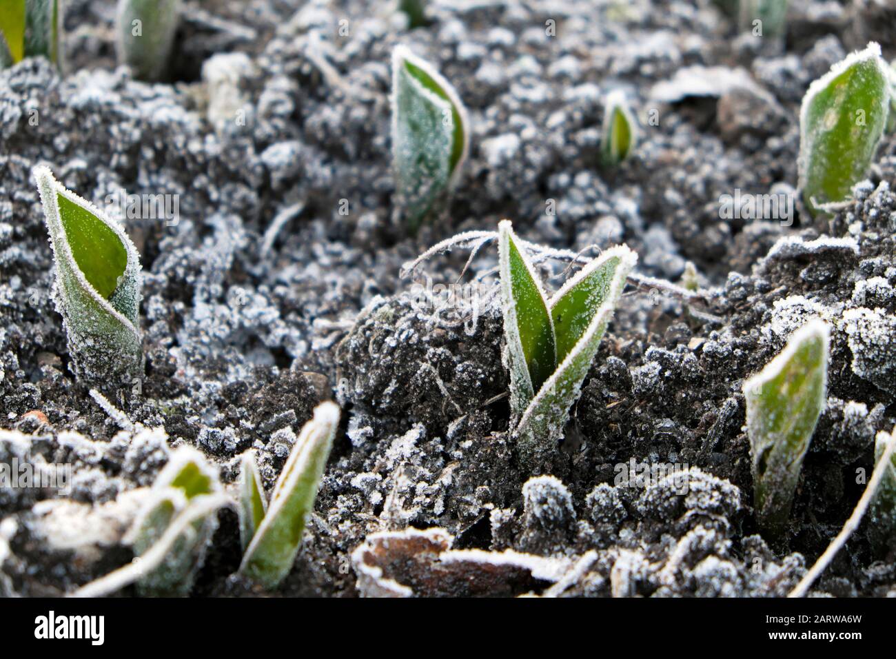 Frost on tulips tulip bulbs leaves emerging from the ground outside on a frosty cold winter January day in Gloucestershire UK   2020 KATHY DEWITT Stock Photo