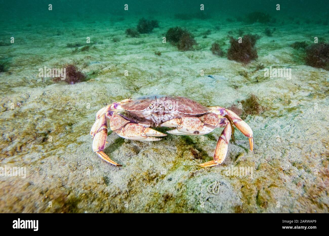 Atlantic Rock Crab, Cancer irroratus, Rockport, Massachusetts, USA, Atlantic Ocean Stock Photo