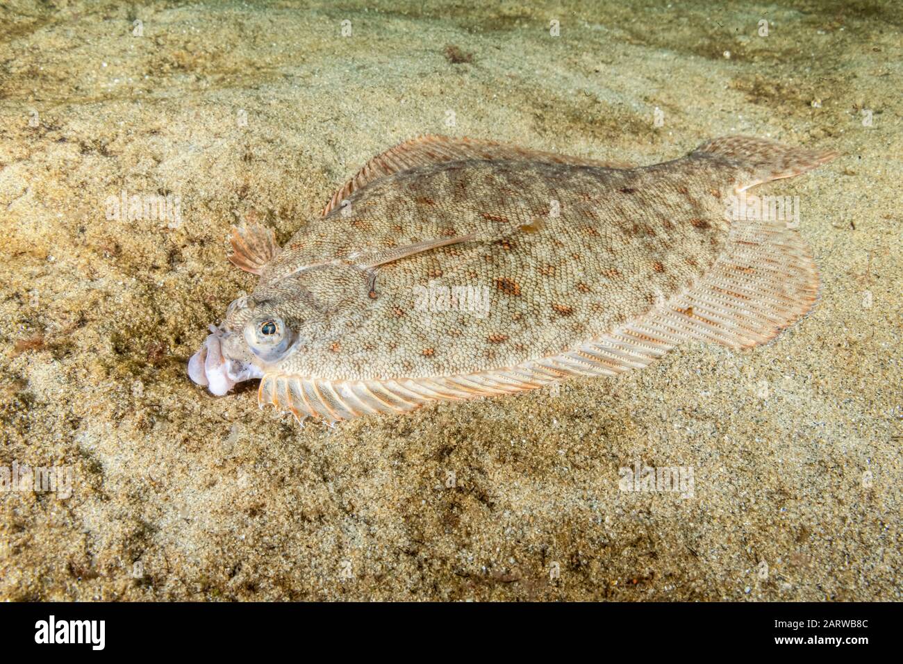 Winter flounder hires stock photography and images Alamy