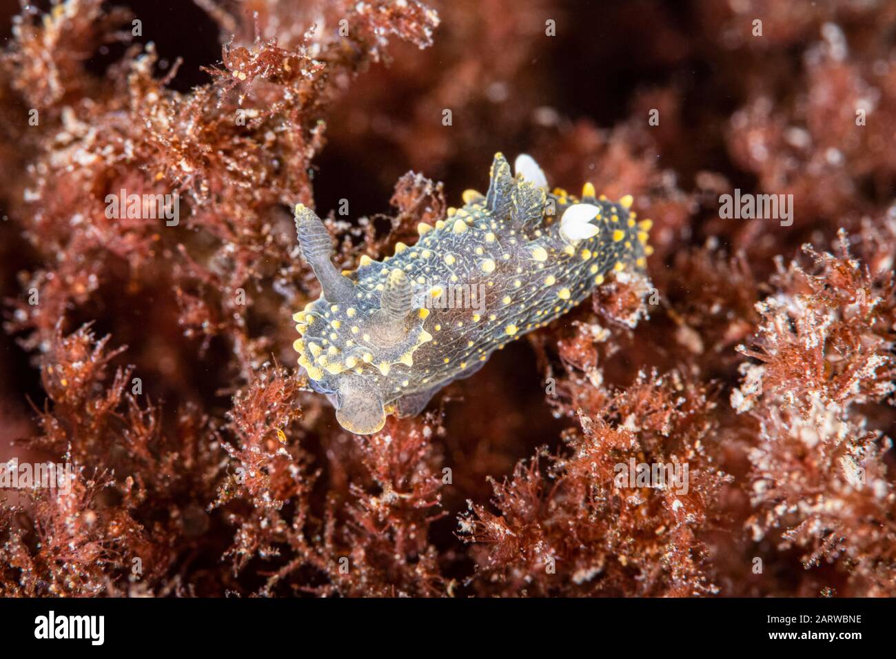 Rim-Back Nudibranch, Polycera dubia, Folly Cove, Rockport, Massachusetts, USA, Atlantic Ocean Stock Photo