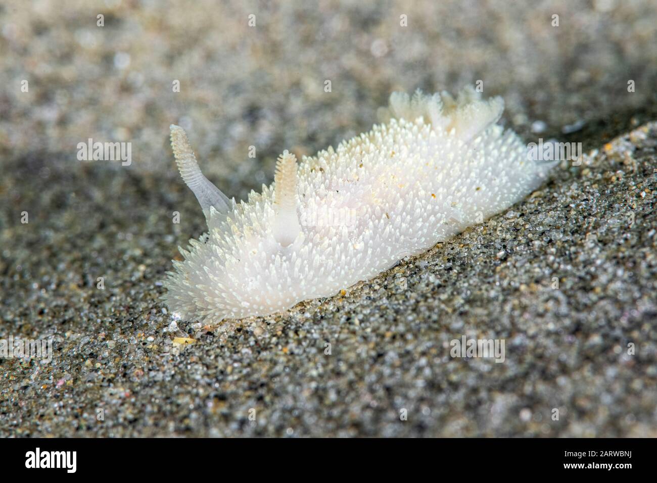 Hairy Spiny Doris, Acanthodoris pilosa, Rockport, Massachusetts, USA, Atlantic Ocean, Gulf of Maine Stock Photo