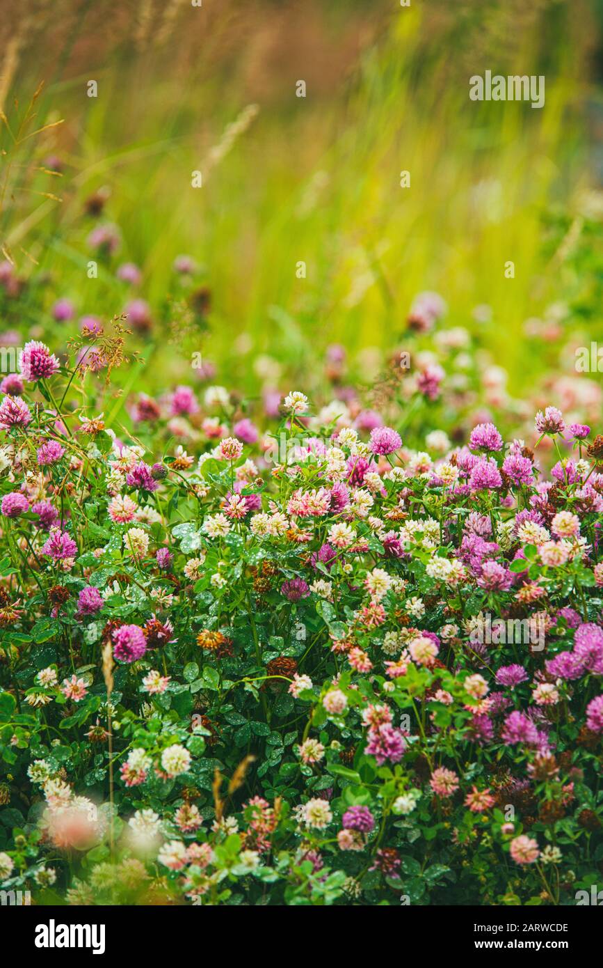white and pink Flowering clover Trifolium pratense. selective focus macro shot with shallow DOF Stock Photo