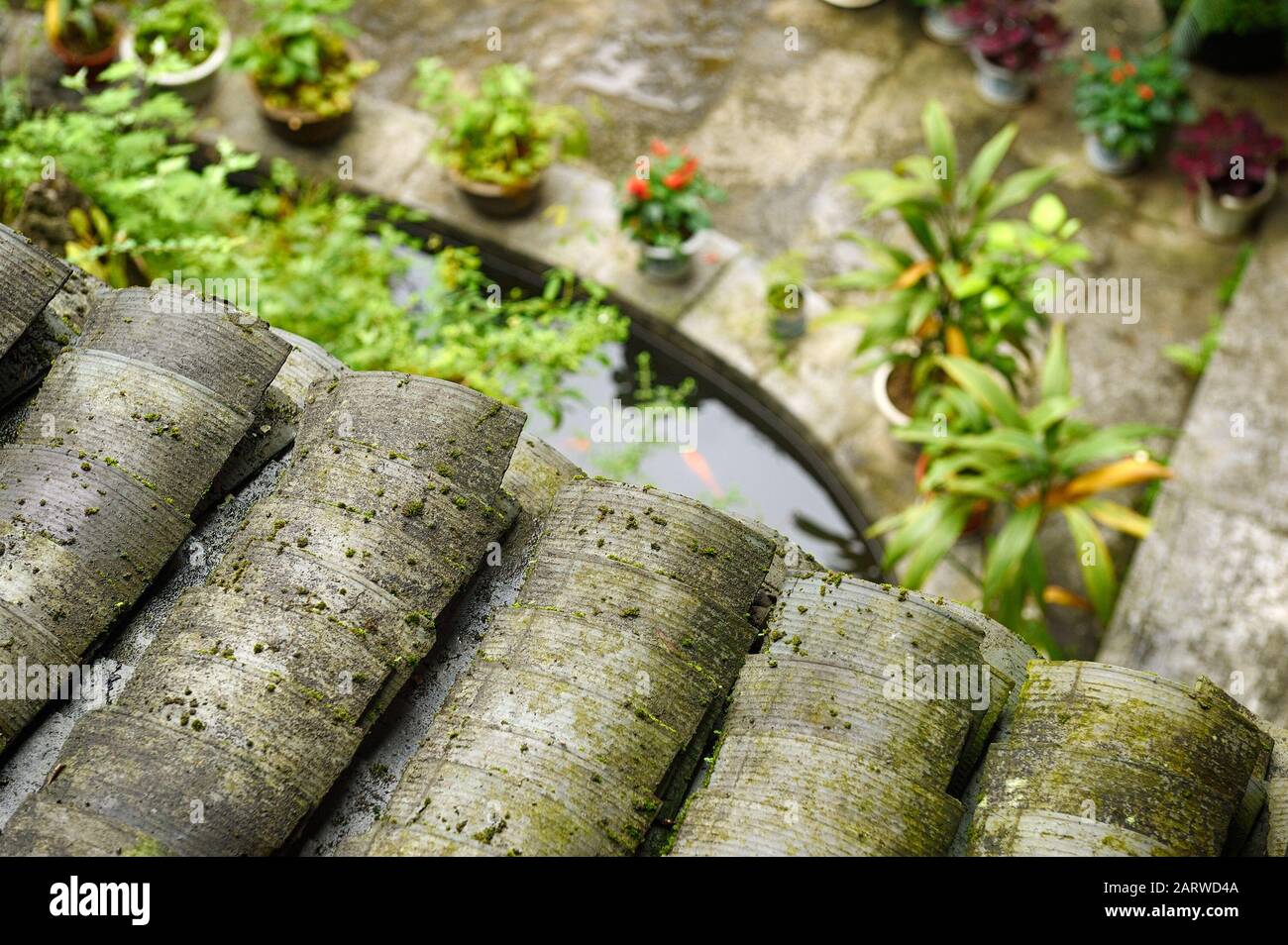 Close Up At Ancient Tiled Roof Covered By Green Moss Patio With