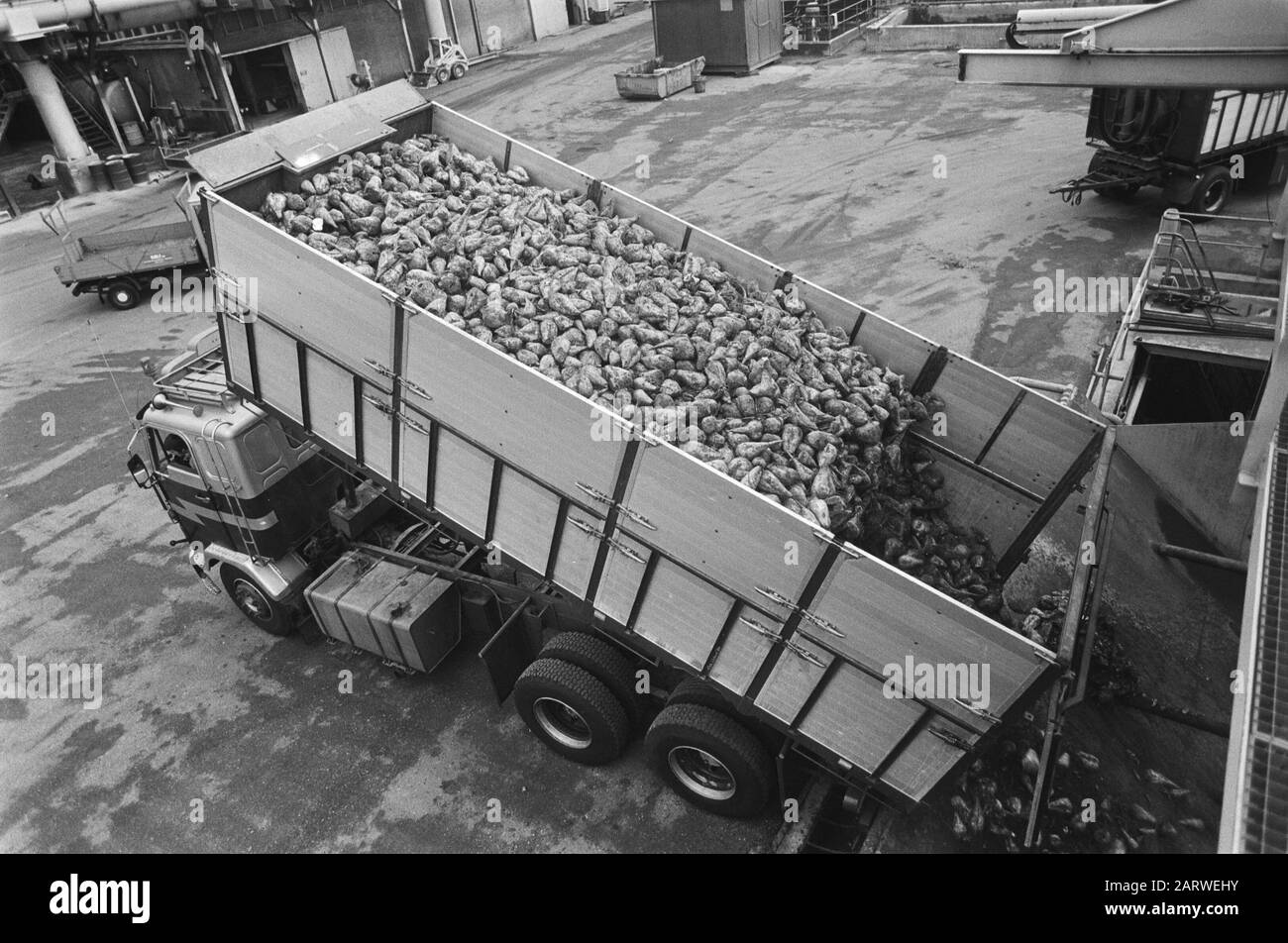 Sugar beet campaign, Halfway Date September 6, 1982 Location Halfway