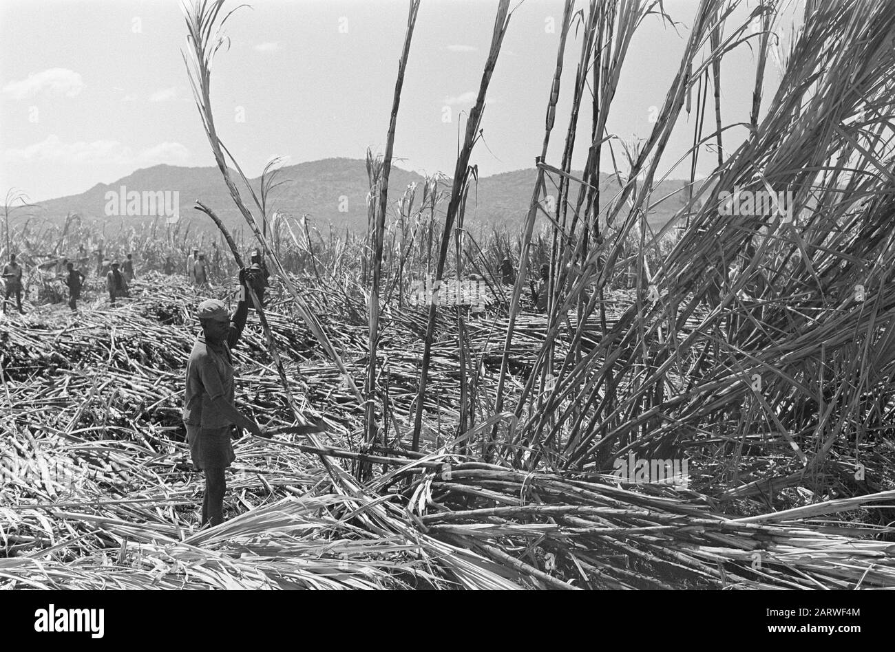 Sugar cane plantation of the HVA in Wonji (Ethiopia). Workers at work