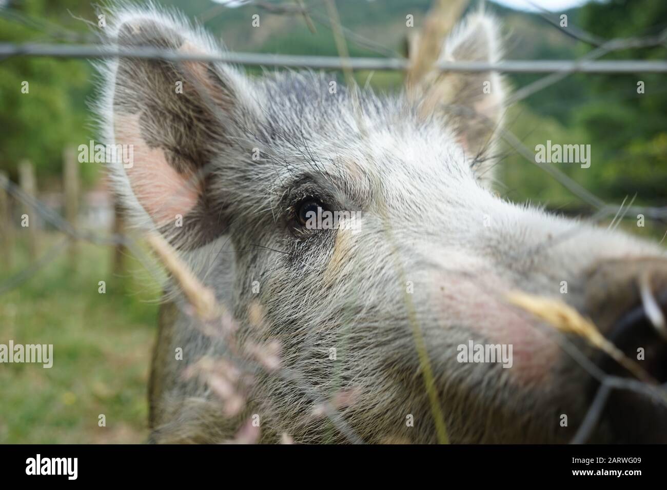 Closeup shot of a gray pig in a farm with wire fences on a cool day Stock Photo