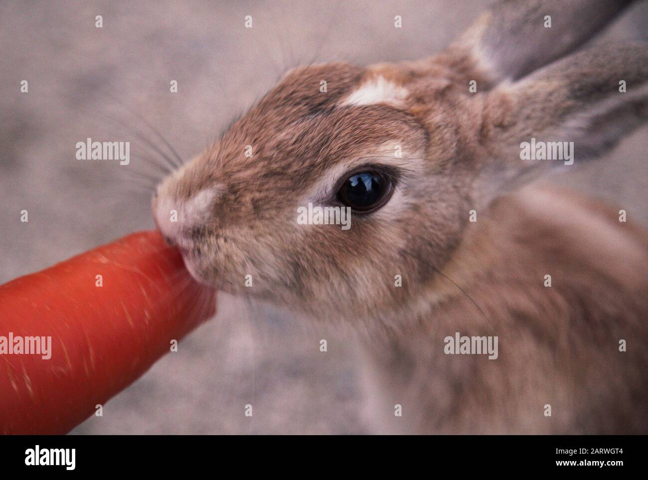 Closeup shot of a rabbit eating a carrot with blurred background Stock Photo