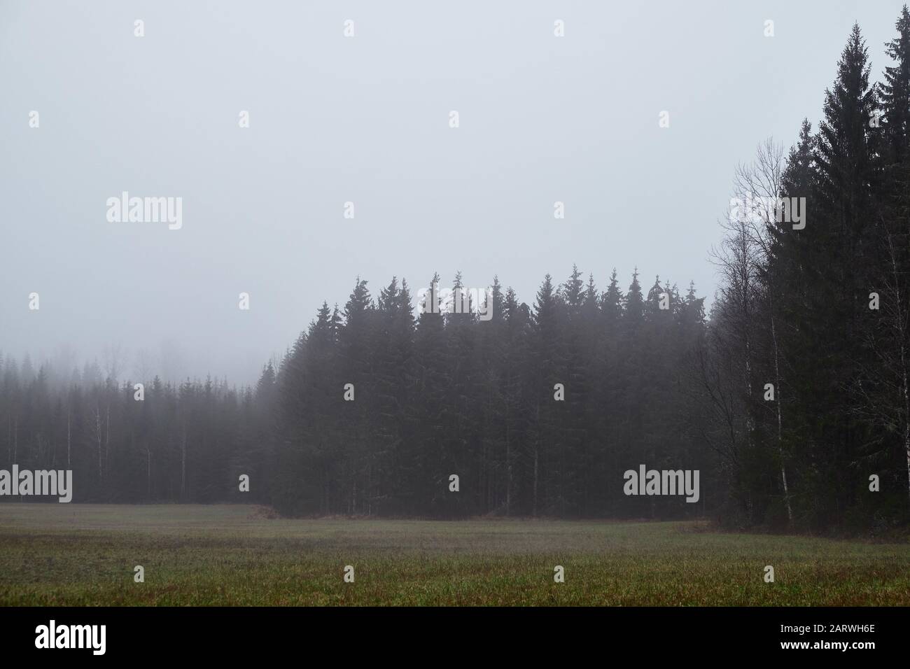 Beautiful shot of a forest during foggy weather Stock Photo - Alamy