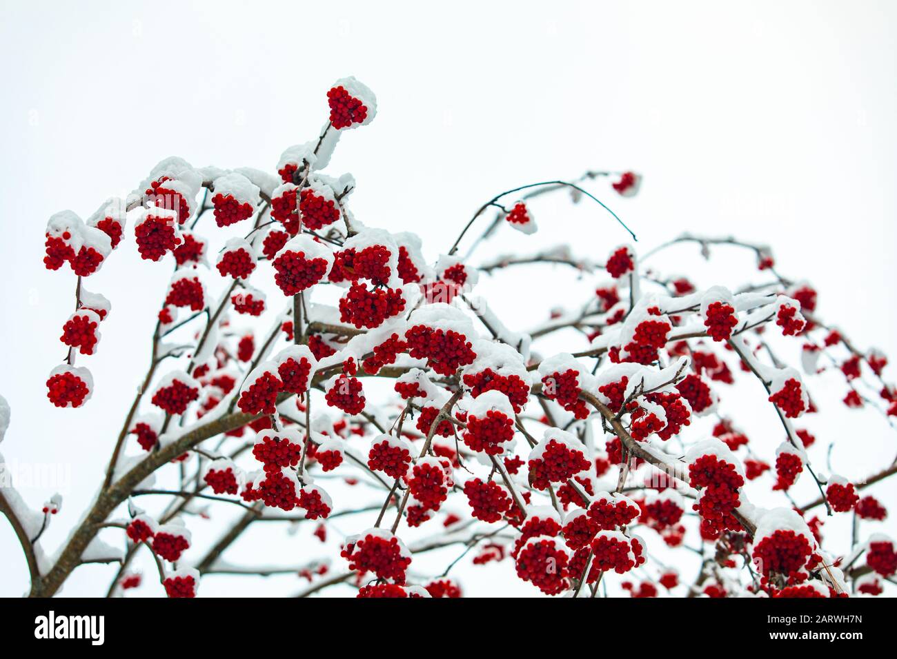 A low angle view of a fruiting Canada Winterberry tree mid winter, with