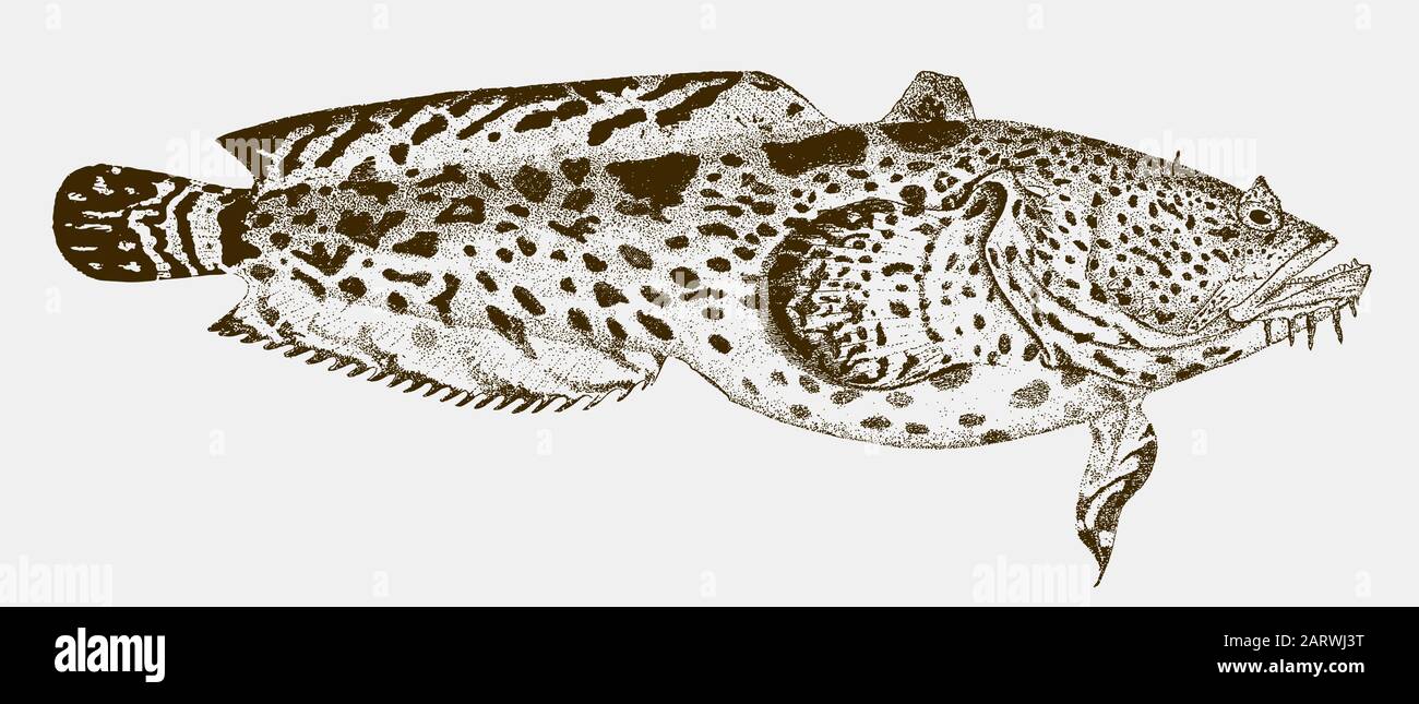 Leopard toadfish opsanus pardus in side view Stock Vector