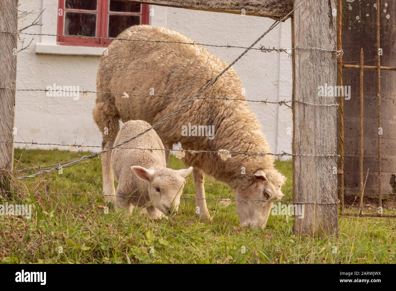 A little sheep feeding after the barbed wire fence accompanied by its mother sheep. Farm animals on small rural property in Brazil. Stock Photo