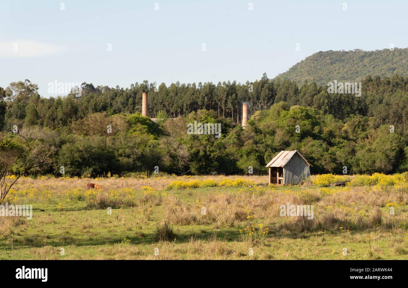 a small wooden stable built amid the flowering field of daisy flowers. In the background of the scene can be seen the towers of an abandoned factory. Stock Photo
