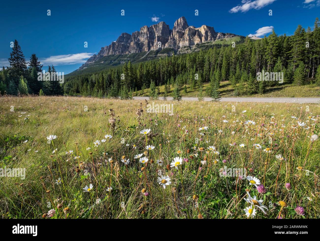 Wildflower Meadow below Castle Mountain, Bow Valley Parkway, Banff National Park, The Rockies, Alberta, Canada Stock Photo