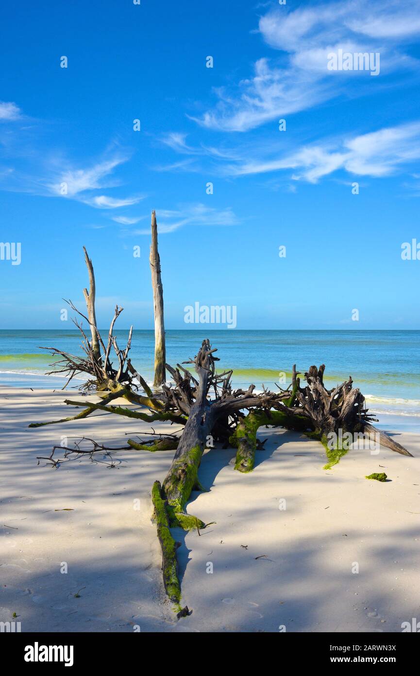 Beautiful Weathered Driftwood on the beach of Beer Can Island Longboat