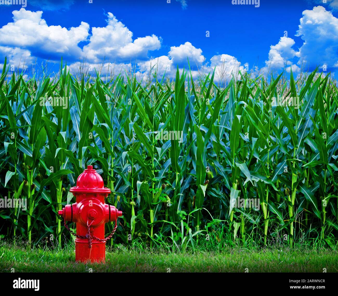 Red fire hydrant in front of corn field and nice blue sky Stock Photo