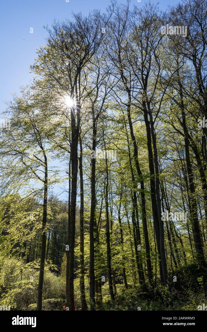 Low angle shot of high trees in the forest with sunlight in the clear ...