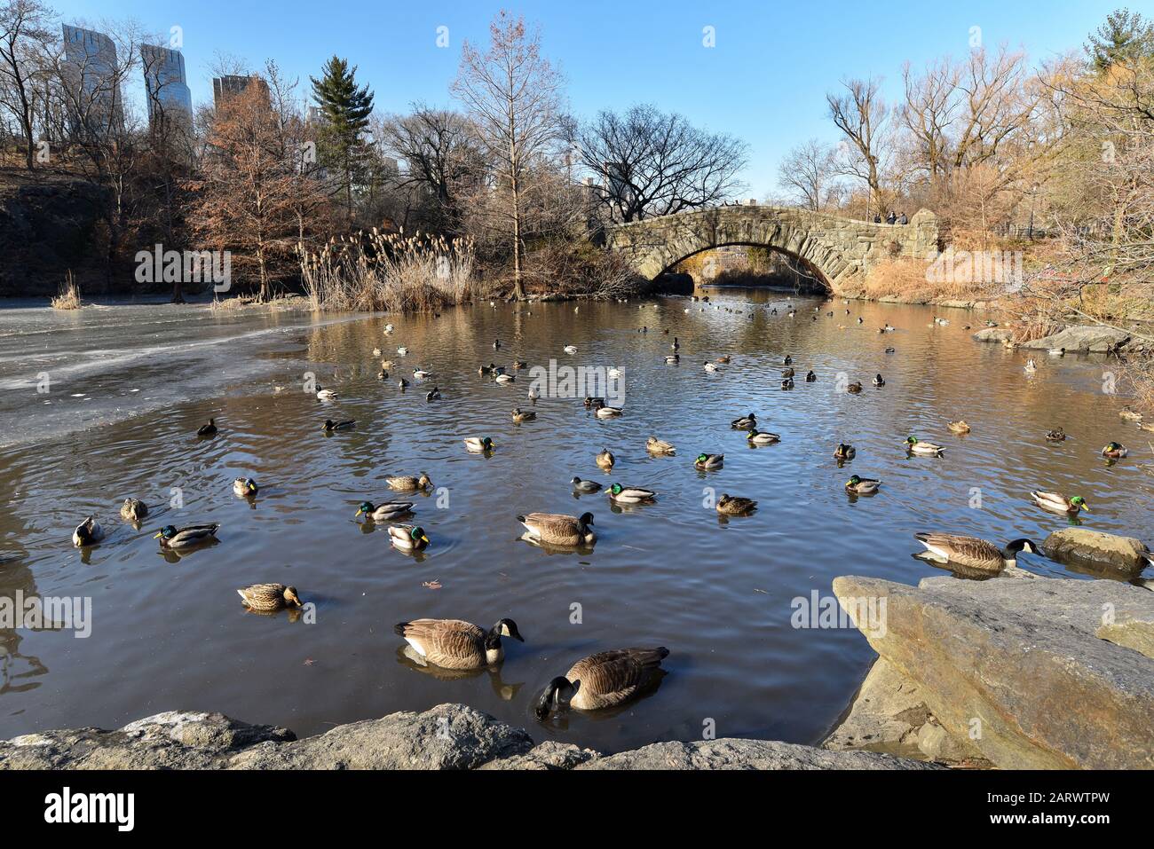 Peaceful scene of wild mallard ducks and barnacle gooses paddling in a