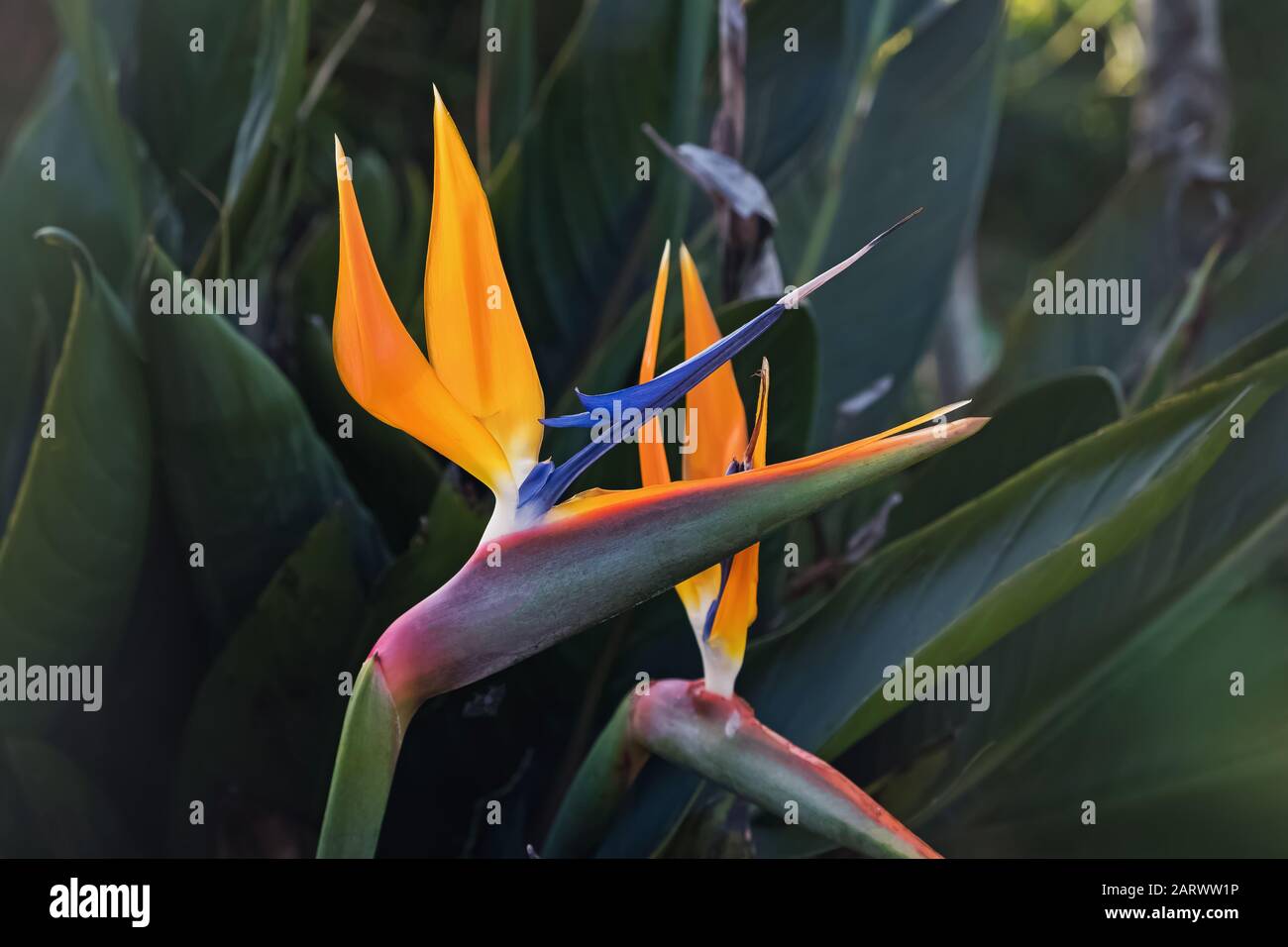 Exotic tropical flower named Bird of Paradise Stock Photo Alamy