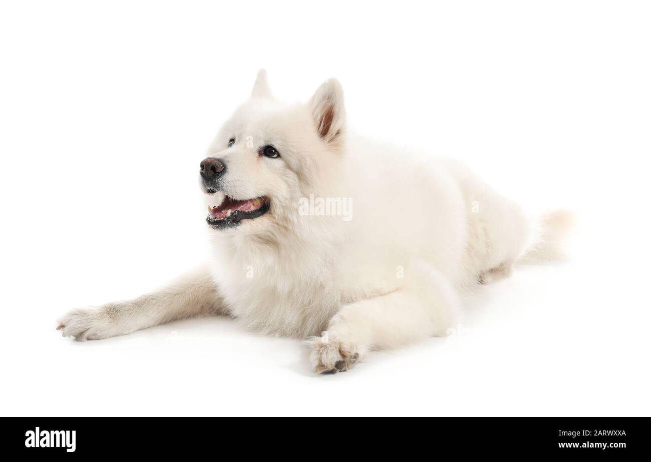 Cute Samoyed dog on white background Stock Photo - Alamy