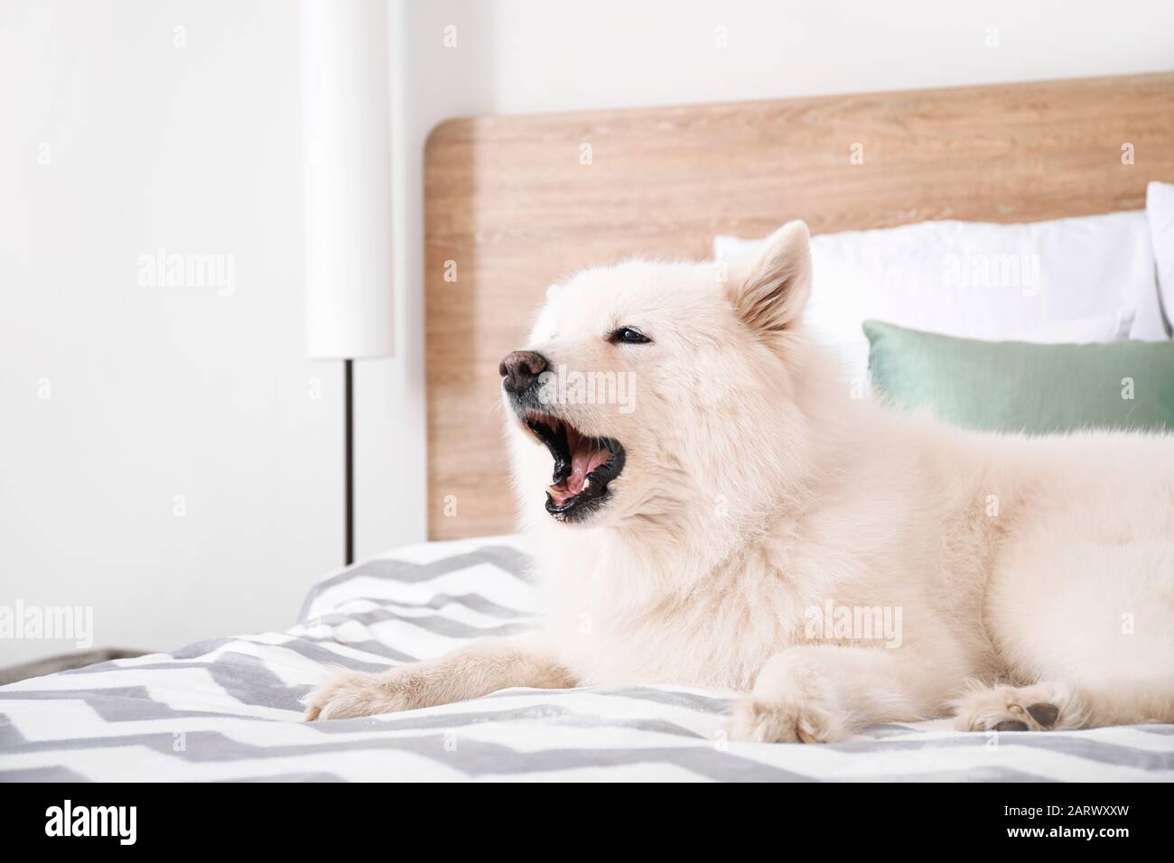Cute Samoyed dog lying on bed Stock Photo Alamy