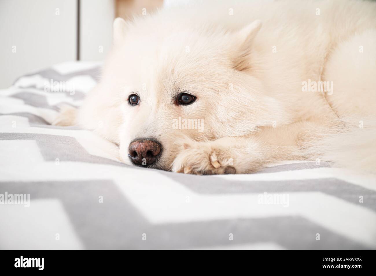 Cute Samoyed dog lying on bed Stock Photo Alamy