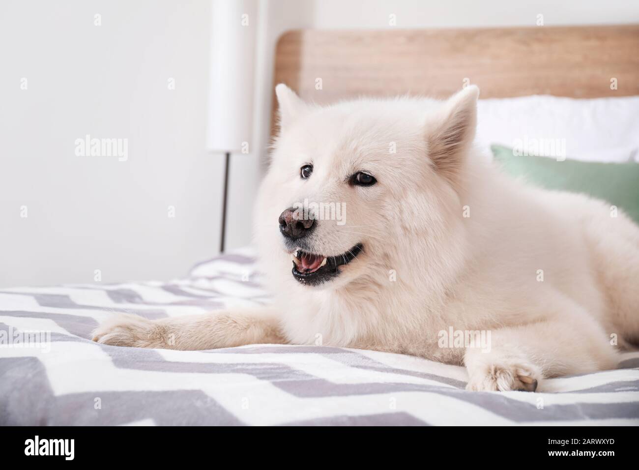 Cute Samoyed dog lying on bed Stock Photo Alamy