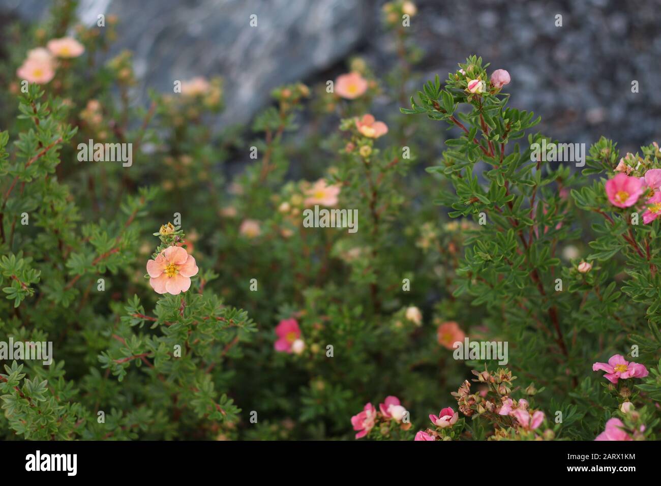 Pink lapchatki flowers on a stone background in the summer garden. Day photography Stock Photo