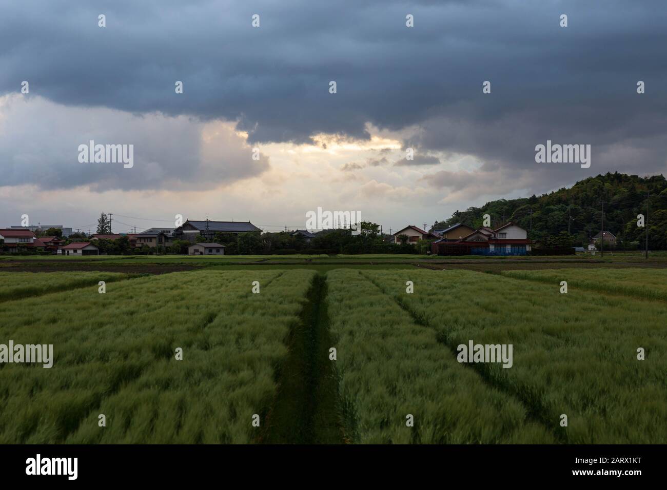 First light breaks through storm clouds over rows of rice near small Japanese farming village Stock Photo