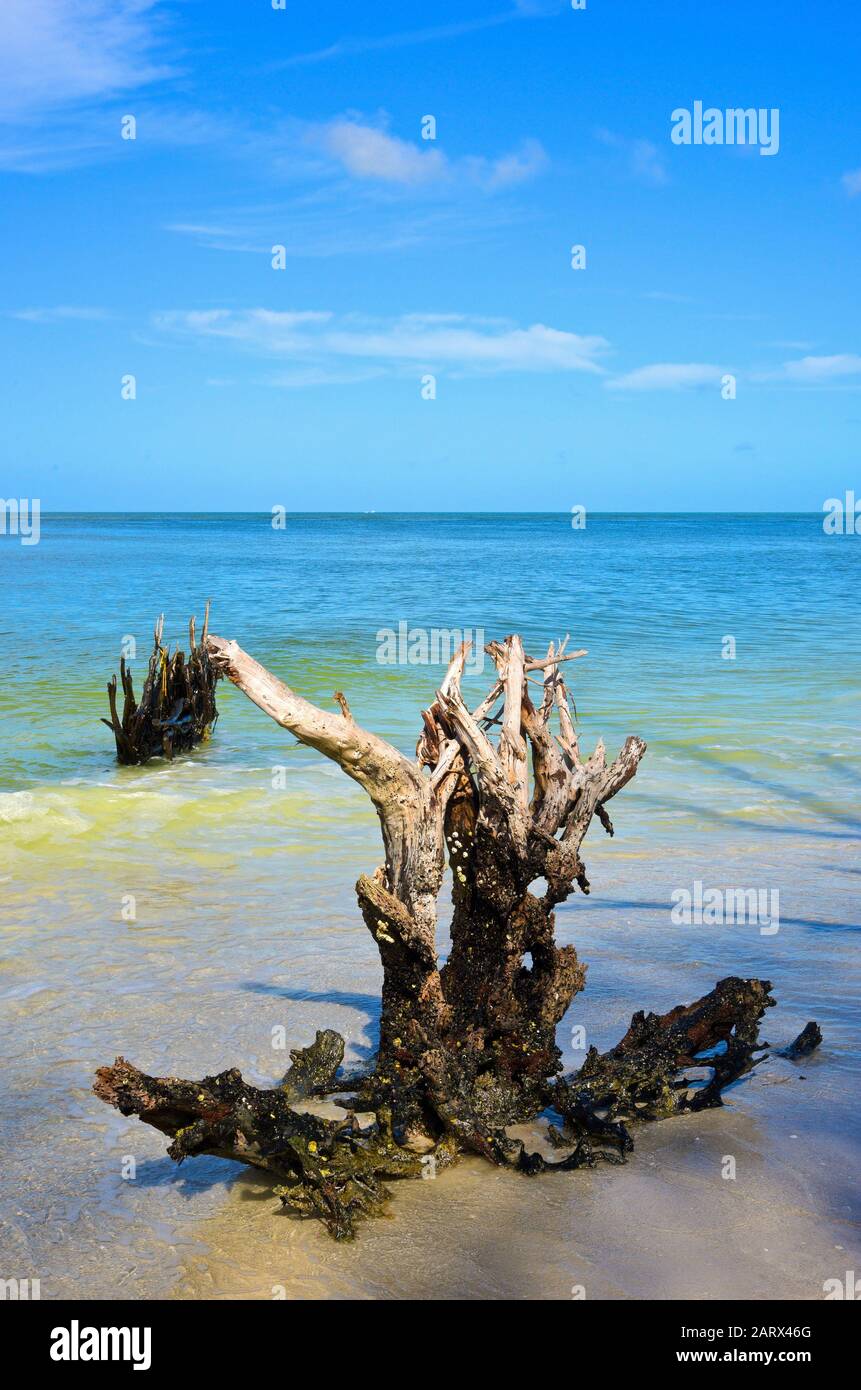 Beautiful Weathered Driftwood on the beach of Beer Can Island Longboat