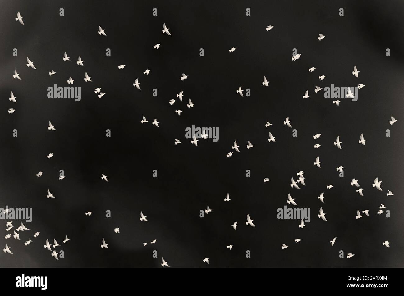Zoom migratory birds flying swarm negative by jziprian Stock Photo