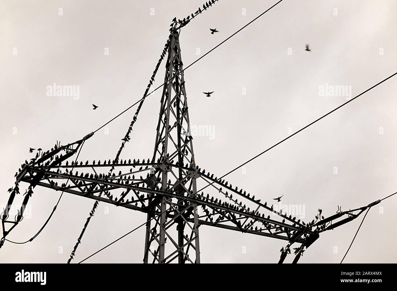 Zoom migratory birds sitting top utility pylon monochrome by jziprian Stock Photo