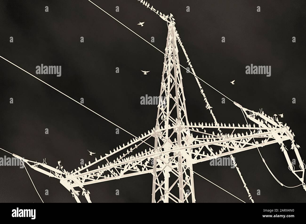 Zoom migratory birds sitting top utility pylon negative  by jziprian Stock Photo