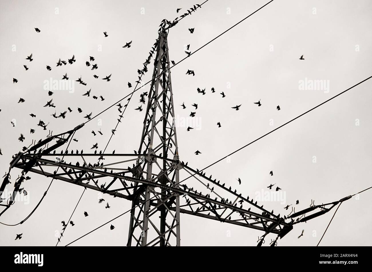 Zoom migratory birds start flying top utility pylon monochrome by jziprian Stock Photo